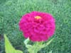 flower philippos villa